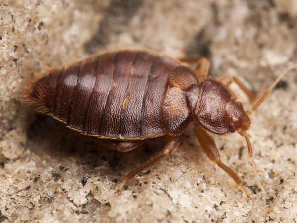 bedbugs control services
