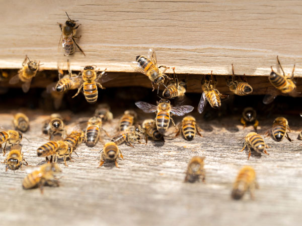 honeybee control services