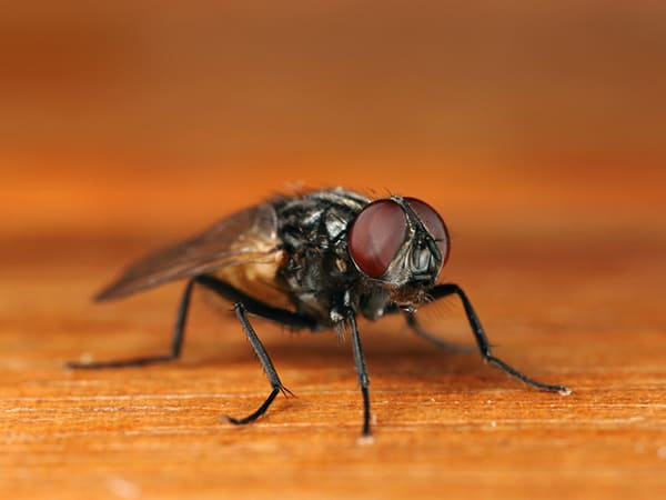 housefly control services