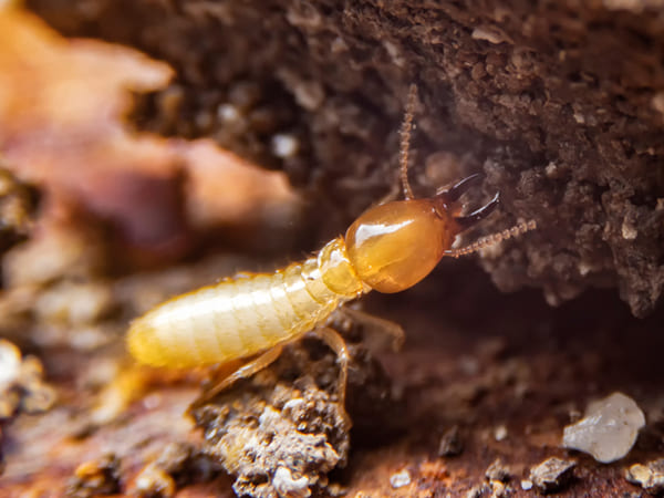 termite control services
